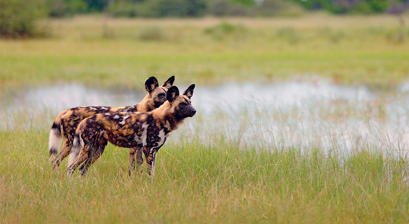 BEST OF BOTSWANA - Okavango Delta