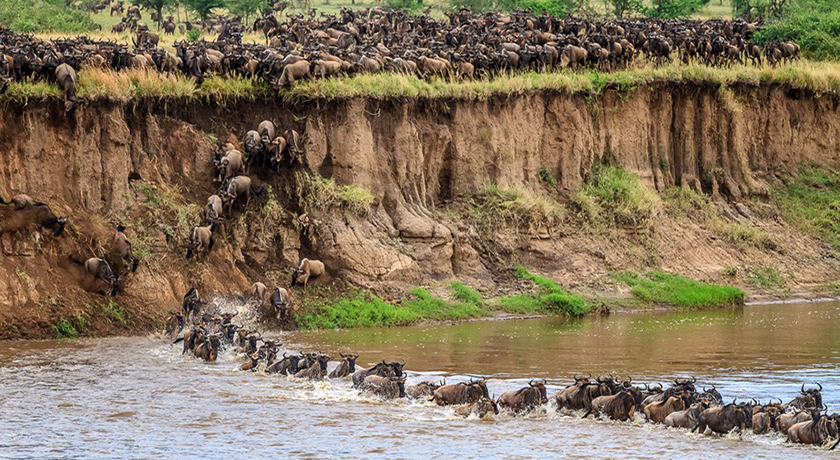 Wildebeest Migration Safari Maasai Mara